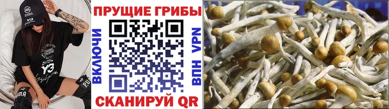 Галлюциногенные грибы прущие грибы  Рязань 